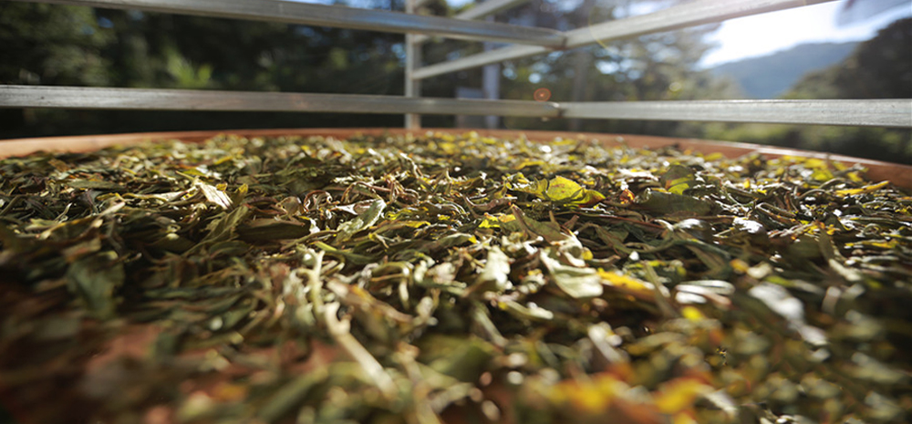 千年古茶树孕育致富新商机
