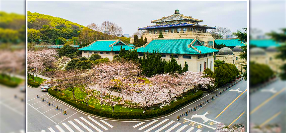 武汉大学开通“云赏樱” 向公众展示校园樱花美景