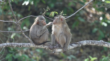 Nature reserve in Pu'er steps up protection of rare monkey