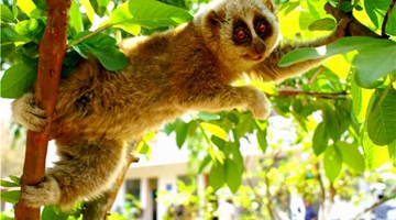 Endangered slow loris spotted in Yunnan