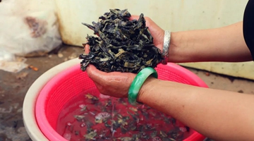 Mushroom-washing workers make 10,000 yuan per month