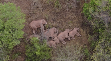 Wild elephant herd takes cool break from heat wave