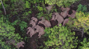 China's wandering elephants approach traditional habitat in Yunnan