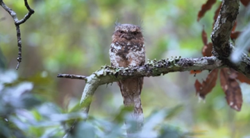 COP15: A master of disguise in birds