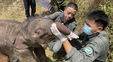 Baby elephant Wenwen rescued in Xishuangbanna