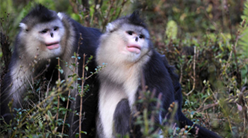 Nation mulling guideline on conservation of biodiversity