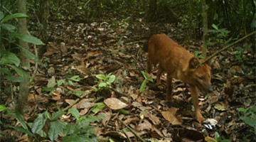 COP15: Dhole first discovered in Pu’er