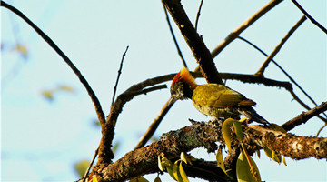 COP15: Lesser Yellownape appears in Longling