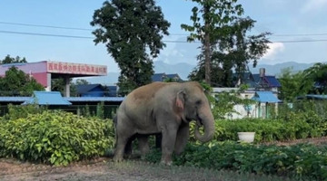 COP 15: Unexpected visitors drop in at the police camp of Mohan