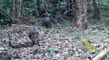 Rare footage of boars, silver pheasants foraging together captured in Mt. Gaolig