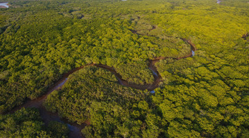 COP15: China-ASEAN mangrove conservation network set up in Kunming