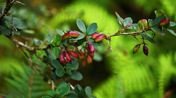 COP15: China's endemic plant species lost over 80 years rediscovered in Longling