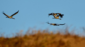 Wintering cranes arrive in northeast Yunnan