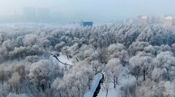 Sights of rime ice seen in Heilongjiang