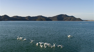 Swans play in wintering paradise