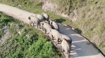 39 wild Asian elephants 