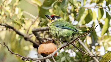 Barbet captured eating persimmon in Jingdong