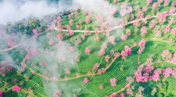 Cherry flowers inject vigor into rural tourism