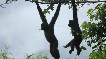 Survey of endangered gibbon species launched in Yunnan