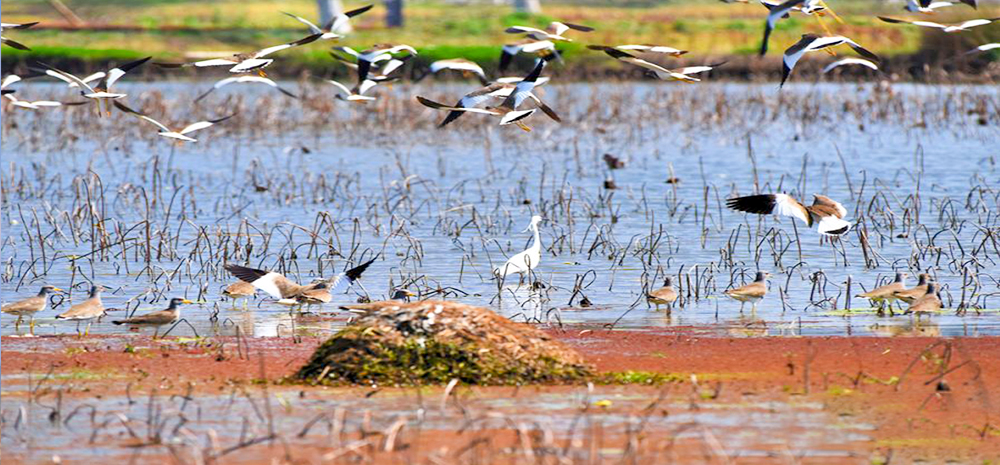 တစ္တီတူးငွက္(Grey-headed Lapwing) တစ္ေထာင္ေက်ာ္သည္ ယူနန္ျပည္နယ္ ခ်န္းနင္ခ႐ိုင္သို႔ ပ်ံသန္းေရာက္ရွိလာ