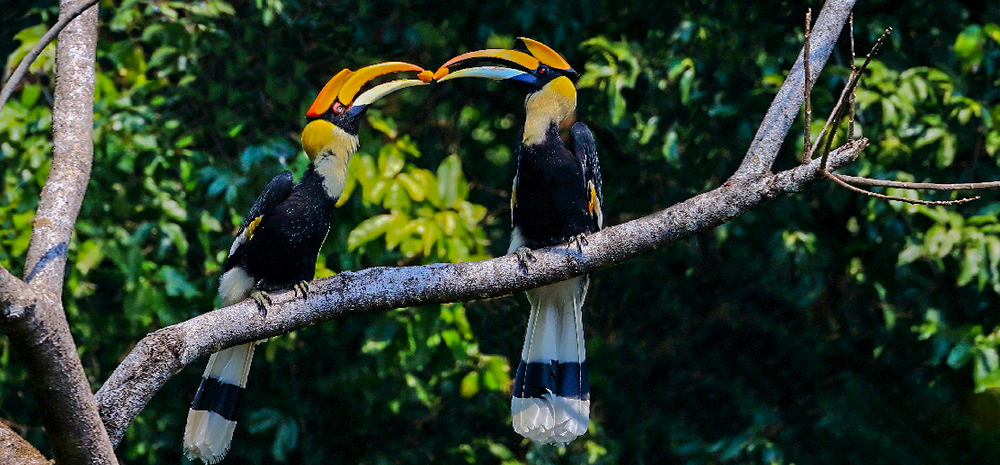 ေဂဟေဗဒဓာတ္ပုံဆရာမ်ားသည္ “China Hornbill Valley”တြင္ ရွားပါးေသာ hornbill စုံတြဲ၏ ရင္းႏွီးခ်စ္ၾကည္ေနပုံကို အနီးကပ္ဓာတ္ပုံ႐ိုက္ကူး