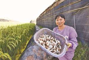 ဝိန္စန္ က်ီစံုယံုမႈိစုိက္ပ်ဳိးေရးျဖင့္ ေတာင္သူမ်ား၀င္ေငြတုိးလာ