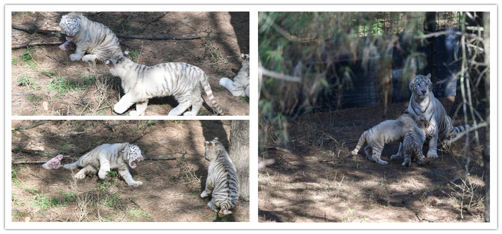 เผยโฉมลูกแฝดเสือขาวจำนวน 6 ตัวต่อสาธารณะชนอย่างเป็นทางการที่สวนสัตว์ป่า เมืองคุนหมิง