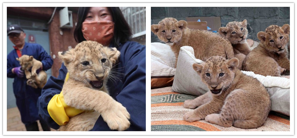แม่ขุนจนแน่น！ลูกสิงโตแอฟริกาแฝดห้าสุดแบ๊ว เผยโฉมในคุนหมิง