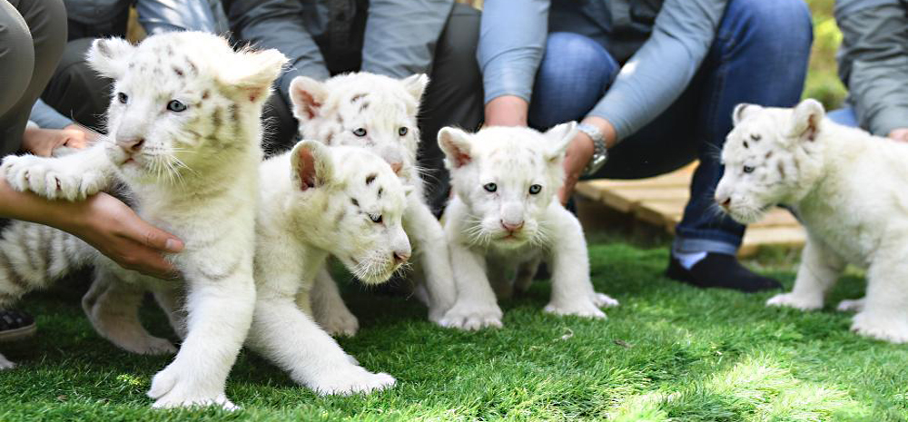 สวนสัตว์เปิดเมืองจี่หนาน เปิดโชว์ตัวลูกเสือขาวแฝด 5