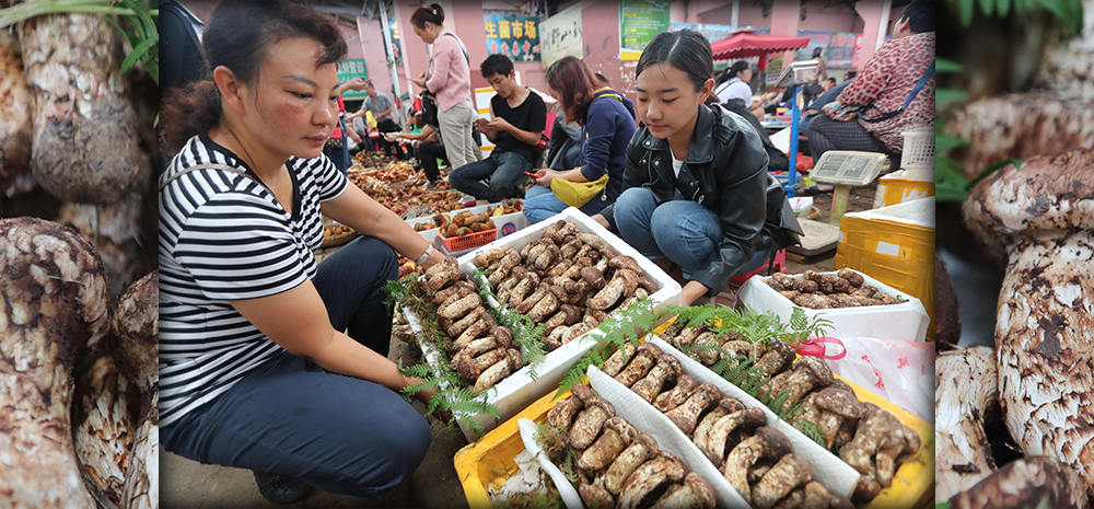 เห็ดมัตซึทาเกะออกสู่ตลาดเป็นจำนวนมาก 