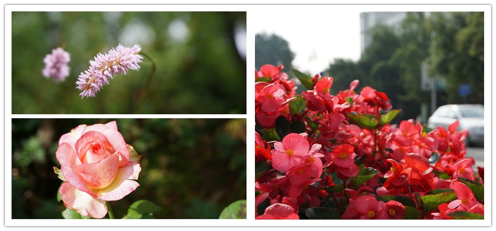 มาเที่ยวชมดอกไม้ในฤดูใบไม้ร่วงที่เมืองคุนหมิงกันเถอะ