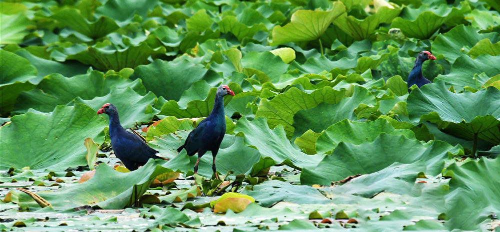 พบนกช้อนหอยดำเหลือบ (Glossy Ibis) ภายในอุทยานแห่งชาติพื้นที่ชุ่มน้ำทะเลสาบอี้หลง ฉือผิง มณฑลยูนนาน