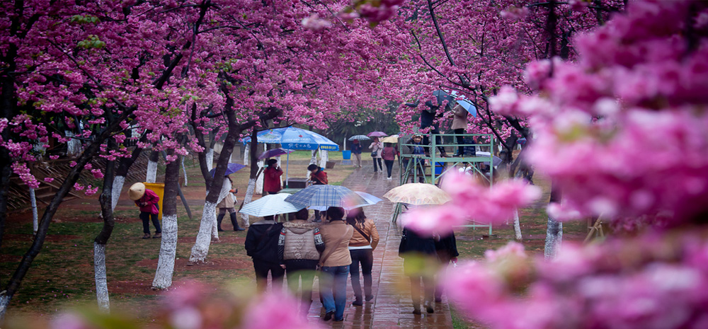 โอบกอดทะเลดอกไม้ในเดือนมีนาคมที่เมืองคุนหมิง