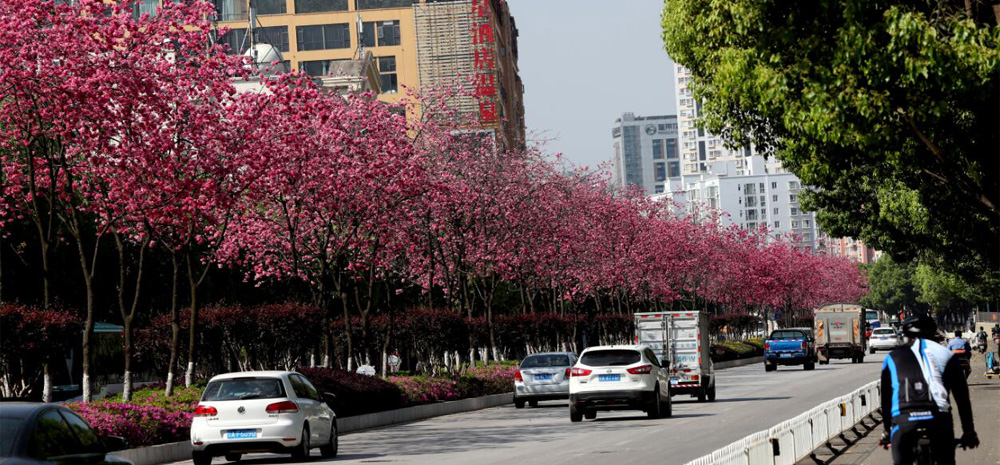 ความสวยงามของดอกซากุระที่บานสะพรั่งบริเวณถนนชวนจิน เมืองคุนหมิง
