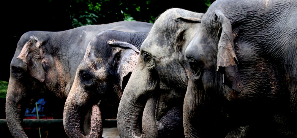ช้างเอเชียสิบสองปันนาฉลอง “วันช้างโลก” 