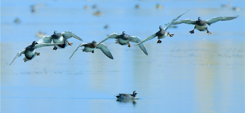 นกนับหมื่นตัวบินอพยบหนีหนาวมาที่สวนสาธารณะพื้นที่ชุ่มน้ำแห่งชาติชิงหัวไห่ เมืองเป่าซาน  มณฑลยูนนาน