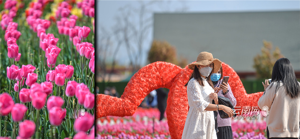 รวมต้านไวรัสฯ นักท่องเที่ยวคุนหมิงสวมหน้ากากชมดอกทิวลิป