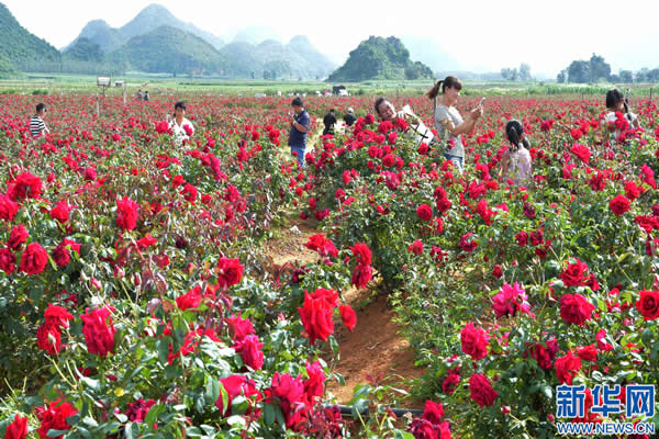 กุหลาบสดใส ผู้คนดีใจ