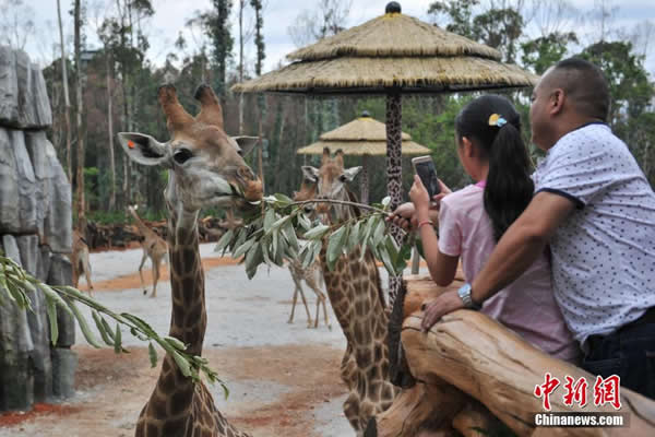 แอฟริกายีราฟถูกสอนให้เชื่องที่เมืองคุนหมิง  ๓ปี  ไม่กลัวมนุษย์	สัมผัสกับนักท่องเที่ยวสนิทกัน