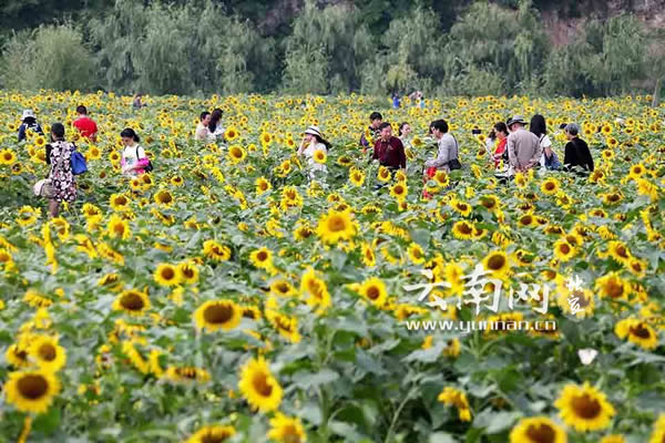 ดอกทานตะวันสีทองบานอยู่	ณ	เขตท่องเที่ยวทะเลสาบมู่หยาง	ตำบลเวินฉวน	เมืองอานหนิง	นครคุนหมิง