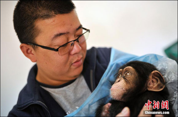 ลูกลิงชิมแปนซีที่ถูกทิ้งให้อยู่กับพ่อเลี้ยง 4 คน