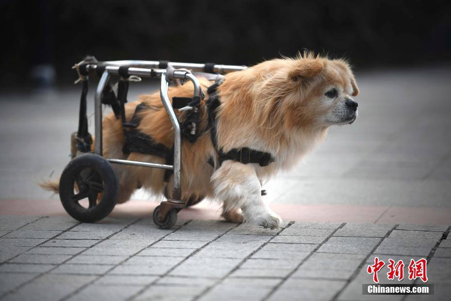 หมาน้อยในนครฉงชิ่ง แม้พิการไปครึ่งตัวแต่หัวใจไม่ยอมแพ้