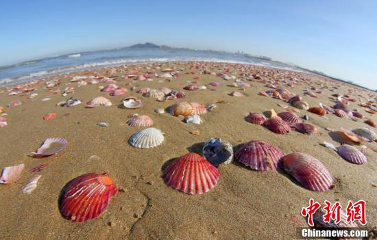 เปลือกหอยหลากสีสันเกยชายหาดเมืองเยียนไถ