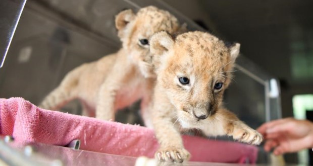 สวนสัตว์ป่าหยุนหนานต้อนรับสมาชิกใหม่ลูกสิงโตแฝดแสนน่ารัก