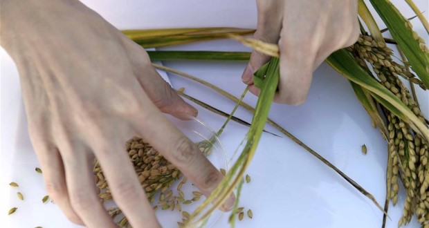 จีนเฮลั่น! ผลทดลองการปลูกข้าวทนดินเค็ม “Sea rice” ให้ผลผลิตเกินคาด
