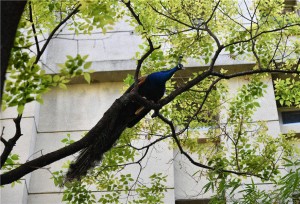 นกยูงสองตัวปรากฏตัวในมหาวิทยาลัยยูนนาน