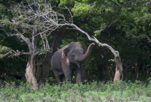 ช้างป่าเอเซียเดินเล่นเตร็ดเตร่เข้าไปในเมืองผู่เออร์