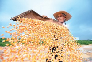 เดือนกันยายน หลากหลายสีสัน รสชาติแห่งความสุข ช่วงฤดูใบไม้ร่วงเป็นช่วงการเก็บเกี่ยวพืชผลในไร่นาของเกษตรกรจีน