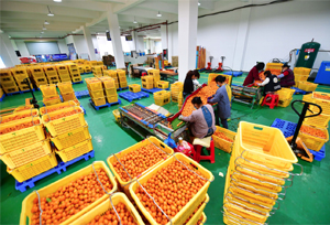 อีคอมเมิร์ซรายใหญ่ของจีนช่วยเกษตรกรแก้ปัญหาขายผลผลิตยากจากโรคระบาด