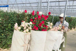 ไลฟ์สตรีมมิ่งเถาเป่า 5 วินาที ขายดอกไม้สดอำเภอลู่เฟิง-ยูนนาน ได้ 62,000 ช่อ